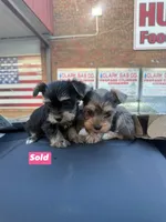 Maple , a female Yorkshire Terrier for sale in Destin, FL – 5 of 6