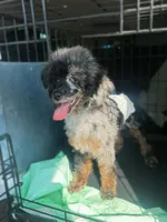 Baxtor , a male Poodle - Toy  for sale in Destin, FL – 2 of 4