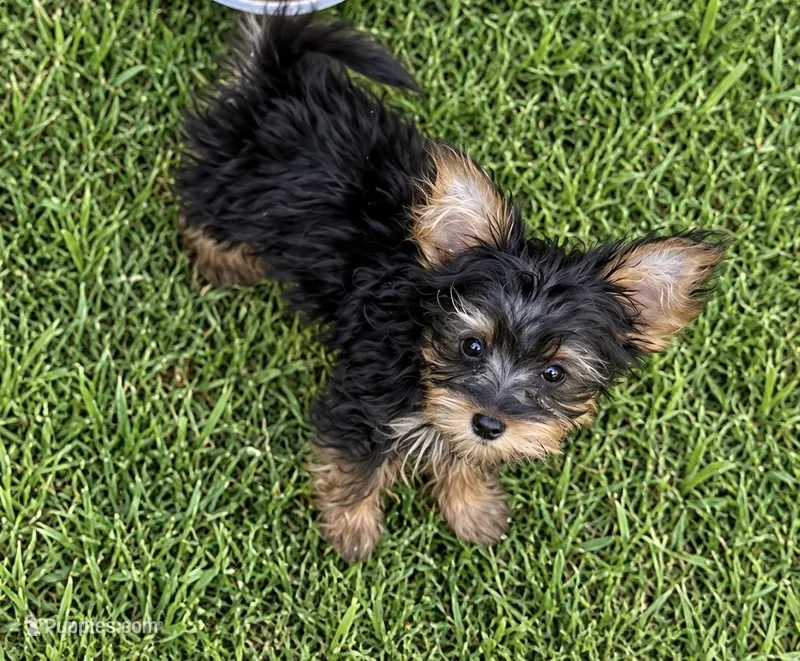 Ace  – Yorkshire Terrier puppy for sale in Destin, FL