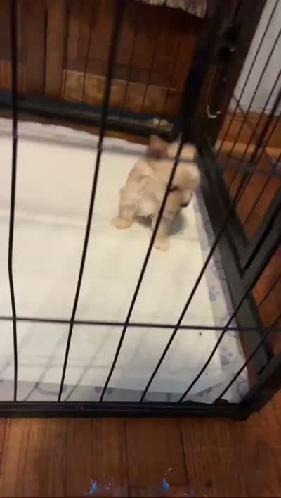 Honey, a female Yorkshire Terrier for sale in Destin, FL – 3 of 4