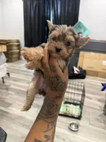 Maple , a female Yorkshire Terrier for sale in Destin, FL – 1 of 6