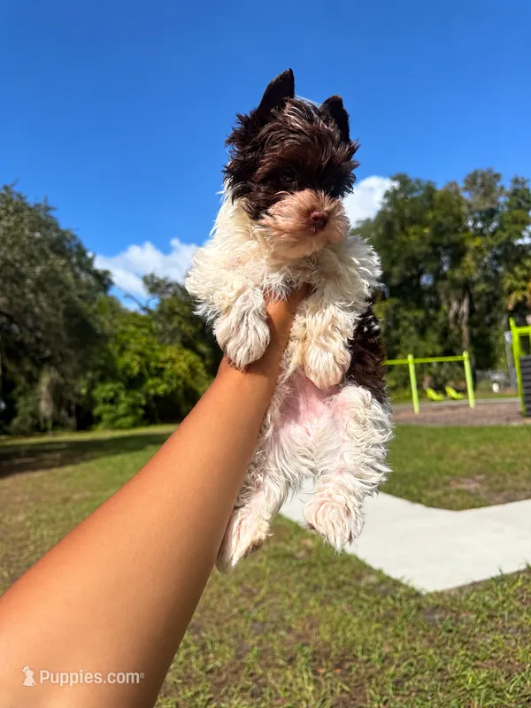 Moose  – Yorkshire Terrier puppy for sale in Destin, FL