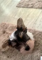 Noah, a male Yorkshire Terrier for sale in Destin, FL – 2 of 3