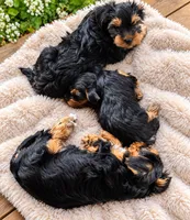 Mickey , a male Yorkshire Terrier for sale in Destin, FL – 2 of 2