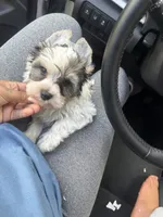 Aspen, a male Yorkshire Terrier for sale in Destin, FL – 2 of 2