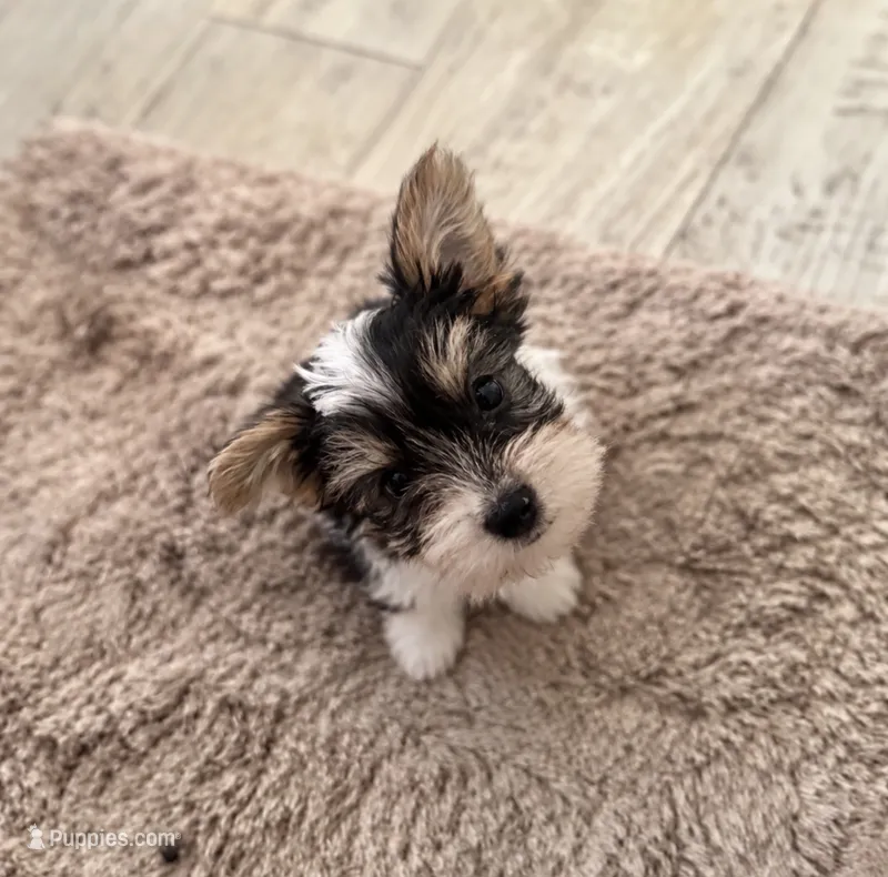 Noah – Yorkshire Terrier puppy for sale in Destin, FL