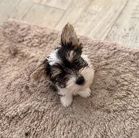Noah, a male Yorkshire Terrier for sale in Destin, FL – 1 of 3