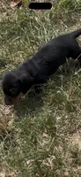 Meeko , a male Miniature Dachshund for sale in Destin, FL – 2 of 2
