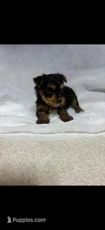 Kio  – Yorkshire Terrier puppy for sale in Destin, FL