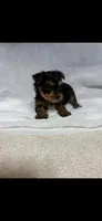 Kio , a male Yorkshire Terrier for sale in Destin, FL – 1 of 1