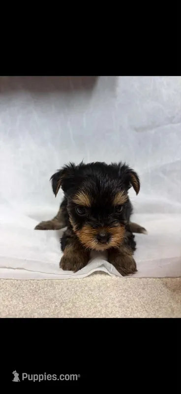 Kaya  – Yorkshire Terrier puppy for sale in Destin, FL