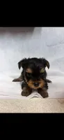 Kaya , a female Yorkshire Terrier for sale in Destin, FL – 1 of 1