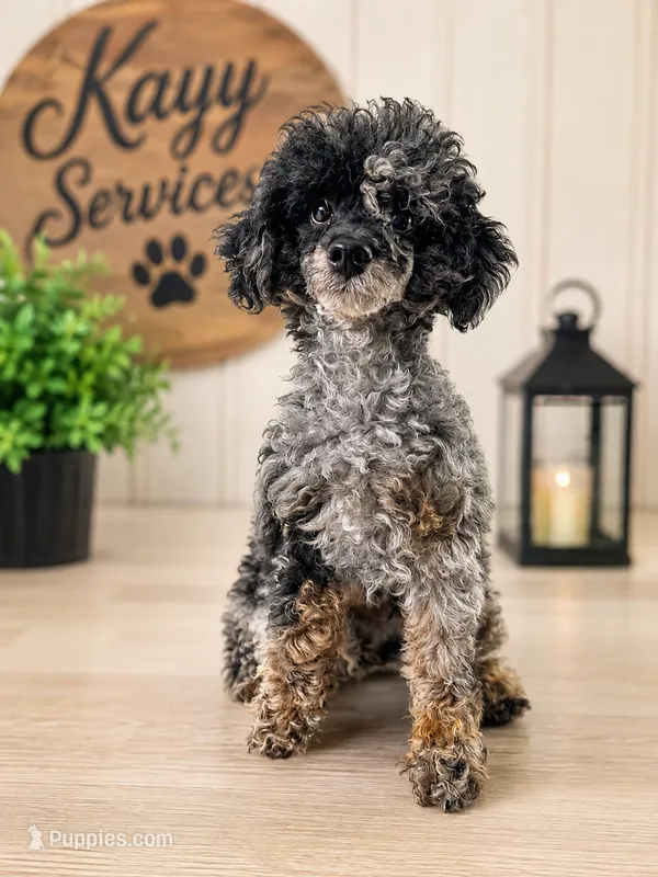 Baxtor  – Poodle - Toy  puppy for sale in Destin, FL