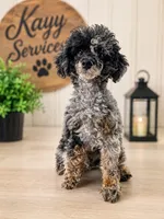 Baxtor , a male Poodle - Toy  for sale in Destin, FL – 1 of 4