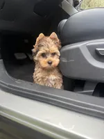 Beau , a male Yorkshire Terrier for sale in Destin, FL – 3 of 3