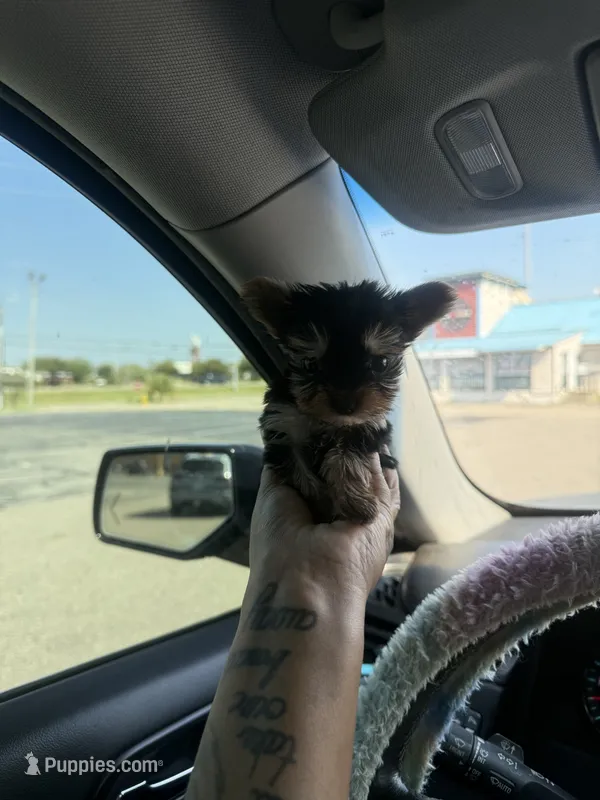 Freya (AKC doll face)  – Yorkshire Terrier puppy for sale in Destin, FL