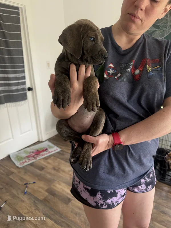 Sadie  – American Bully, Cane Corso puppy for sale in Destin, FL