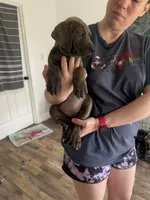 Sadie , a female American Bully and Cane Corso for sale in Destin, FL – 1 of 2