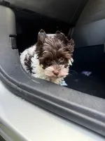 Moose , a male Yorkshire Terrier for sale in Destin, FL – 2 of 3