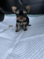 Freya (AKC doll face) , a female Yorkshire Terrier for sale in Destin, FL – 3 of 5