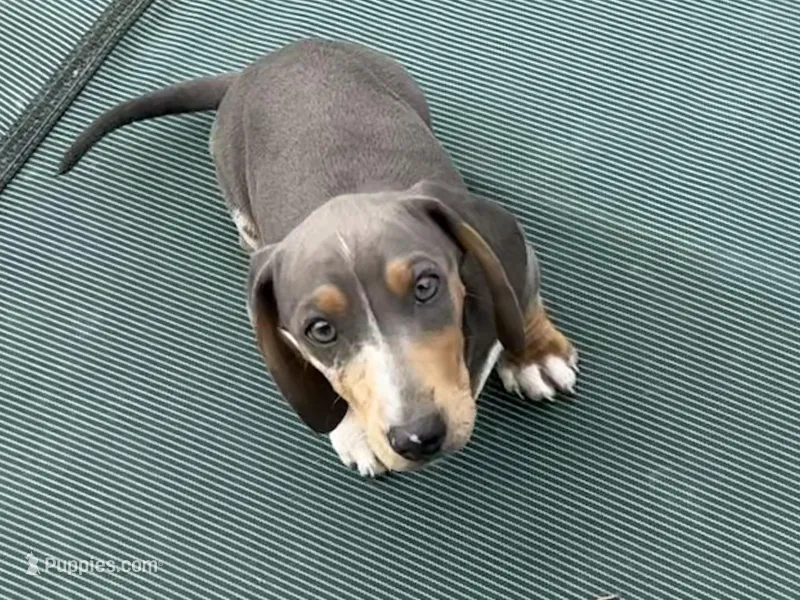 Archie blue and tan CKC male