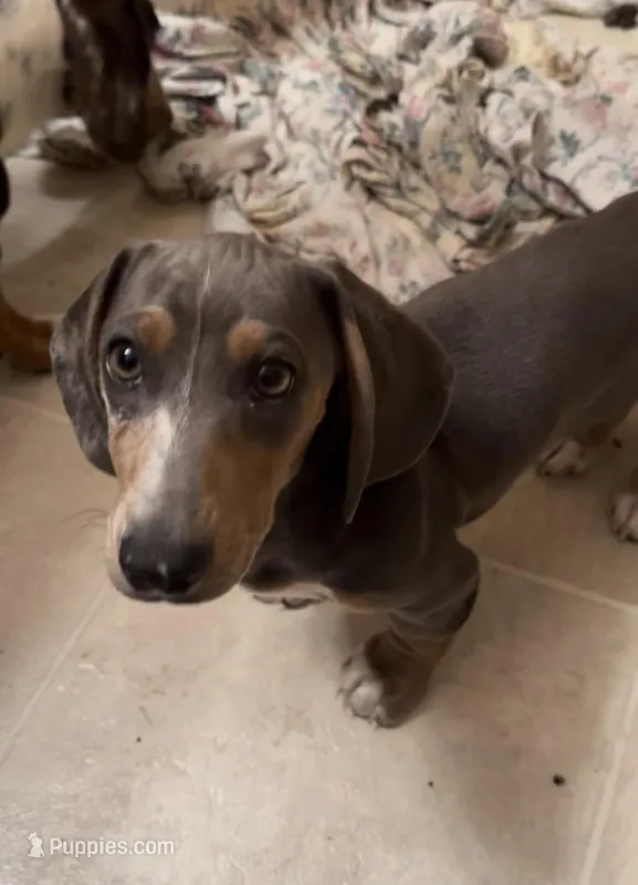 Archie blue and tan dapple CKC male