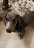 Archie blue and tan dapple CKC male, a male Dachshund and Miniature Dachshund for sale in Louisville, KY – Photo 1 of 10