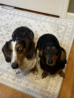 Archie blue and tan CKC male, a male Dachshund and Miniature Dachshund for sale in Louisville, KY – Photo 5 of 5