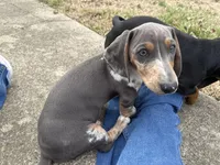 Archie blue and tan CKC male, a male Dachshund and Miniature Dachshund for sale in Louisville, KY – Photo 4 of 5