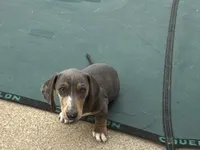 Archie blue and tan CKC male, a male Dachshund and Miniature Dachshund for sale in Louisville, KY – Photo 2 of 5