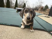 Archie blue and tan dapple CKC male, a male Dachshund and Miniature Dachshund for sale in Louisville, KY – Photo 2 of 10