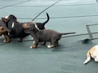 Archie blue and tan dapple CKC male, a male Dachshund and Miniature Dachshund for sale in Louisville, KY – Photo 8 of 10