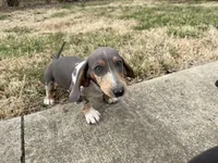 Archie blue and tan CKC male, a male Dachshund and Miniature Dachshund for sale in Louisville, KY – Photo 3 of 5