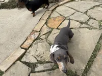 Archie blue and tan dapple CKC male, a male Dachshund and Miniature Dachshund for sale in Louisville, KY – Photo 9 of 10