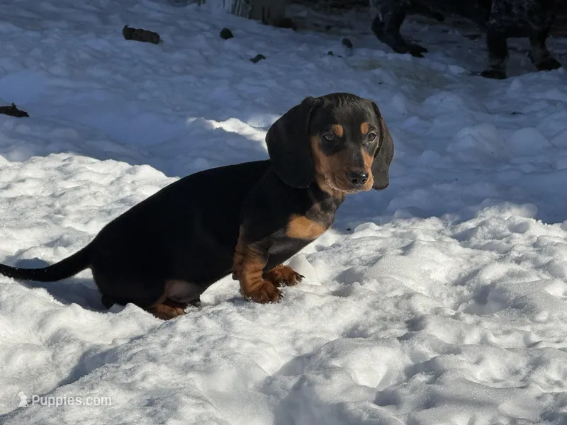 Teddy CKC Black & Tan