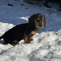 Teddy CKC Black & Tan, a male Dachshund and Miniature Dachshund for sale in Louisville, KY – Photo 1 of 9