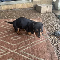 Teddy CKC Black & Tan, a male Dachshund and Miniature Dachshund for sale in Louisville, KY – Photo 6 of 9