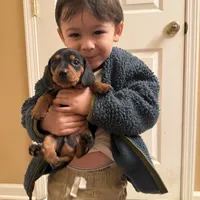 Teddy CKC Black & Tan, a male Dachshund and Miniature Dachshund for sale in Louisville, KY – Photo 8 of 9