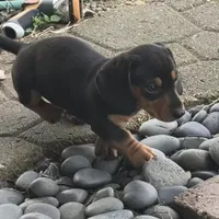 Teddy CKC Black & Tan, a male Dachshund and Miniature Dachshund for sale in Louisville, KY – Photo 4 of 9