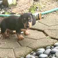 Teddy CKC Black & Tan, a male Dachshund and Miniature Dachshund for sale in Louisville, KY – Photo 5 of 9