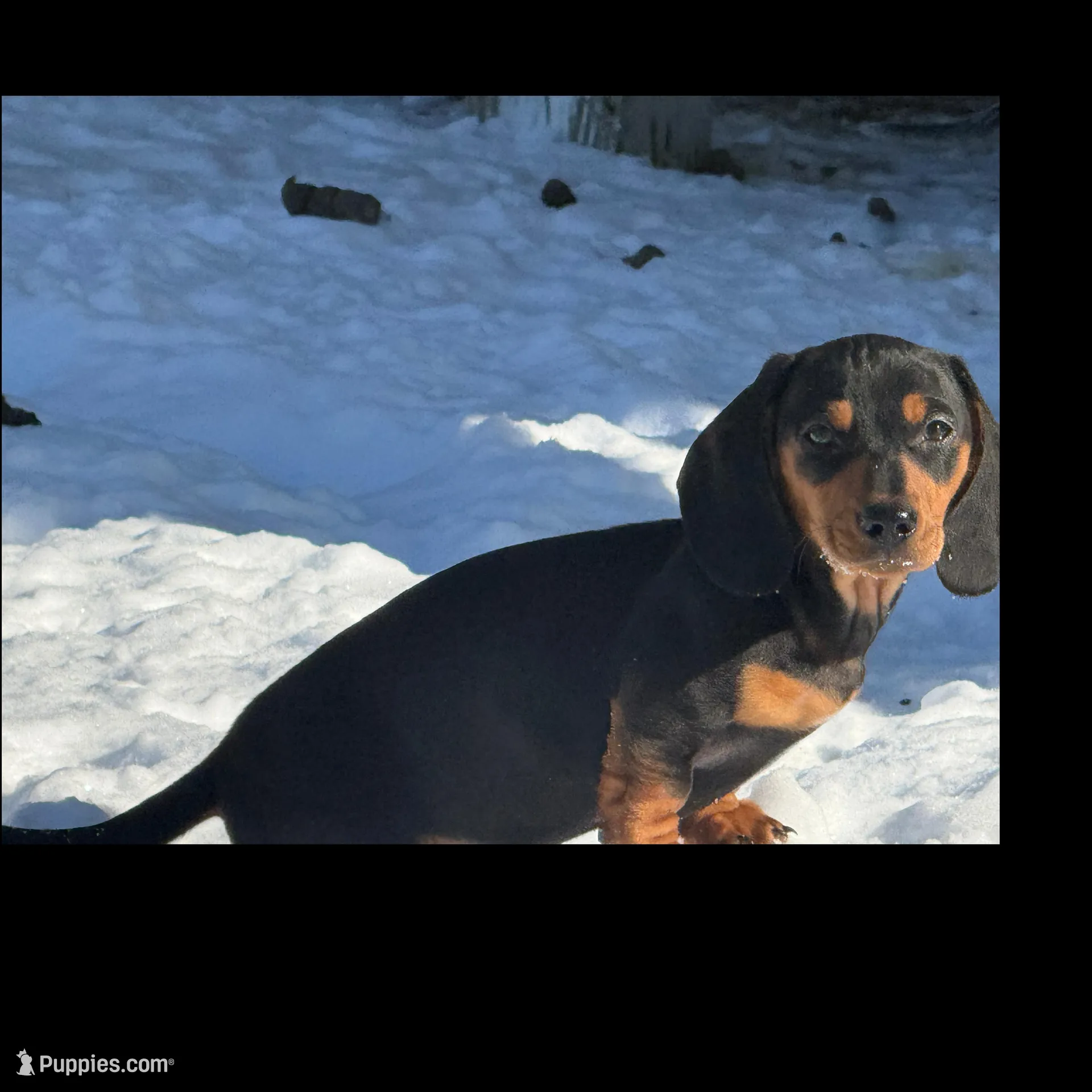 Teddy CKC Black & Tan, a male Dachshund and Miniature Dachshund for sale in Louisville, KY – Photo 9 of 9