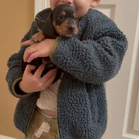 Teddy CKC Black & Tan, a male Dachshund and Miniature Dachshund for sale in Louisville, KY – Photo 7 of 9