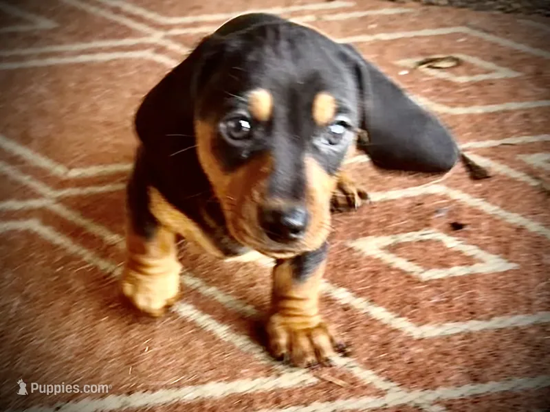 Teddy CKC Black & Tan