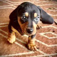 Teddy CKC Black & Tan, a male Dachshund and Miniature Dachshund for sale in Louisville, KY – Photo 2 of 9