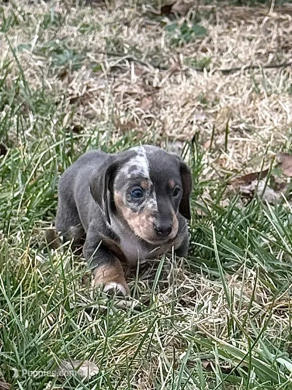 Samber CKC Blue and Tan Dapple