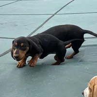 Sweet Teddy CKC male, a male Dachshund and Miniature Dachshund for sale in Louisville, KY – Photo 5 of 7