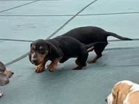 Sweet Teddy CKC male, a male Dachshund and Miniature Dachshund for sale in Louisville, KY – Photo 5 of 6