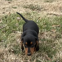 Sweet Teddy CKC male, a male Dachshund and Miniature Dachshund for sale in Louisville, KY – Photo 6 of 7