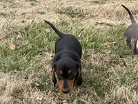 Sweet Teddy CKC male, a male Dachshund and Miniature Dachshund for sale in Louisville, KY – Photo 6 of 6