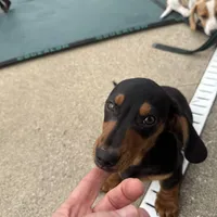 Sweet Teddy CKC male, a male Dachshund and Miniature Dachshund for sale in Louisville, KY – Photo 4 of 7